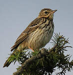 Pipit des arbres