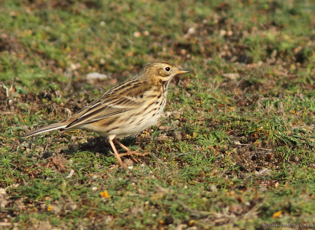 Pipit farlouse, identification