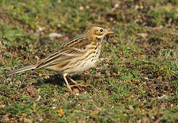 Meadow Pipit