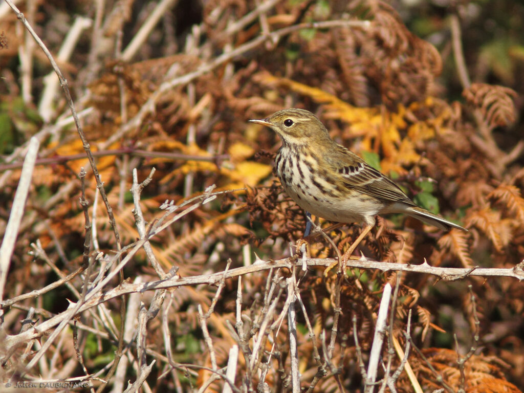 Meadow Pipit, identification