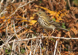 Meadow Pipit