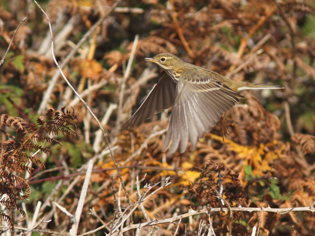 Pipit farlouse, Vol