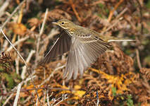 Pipit farlouse