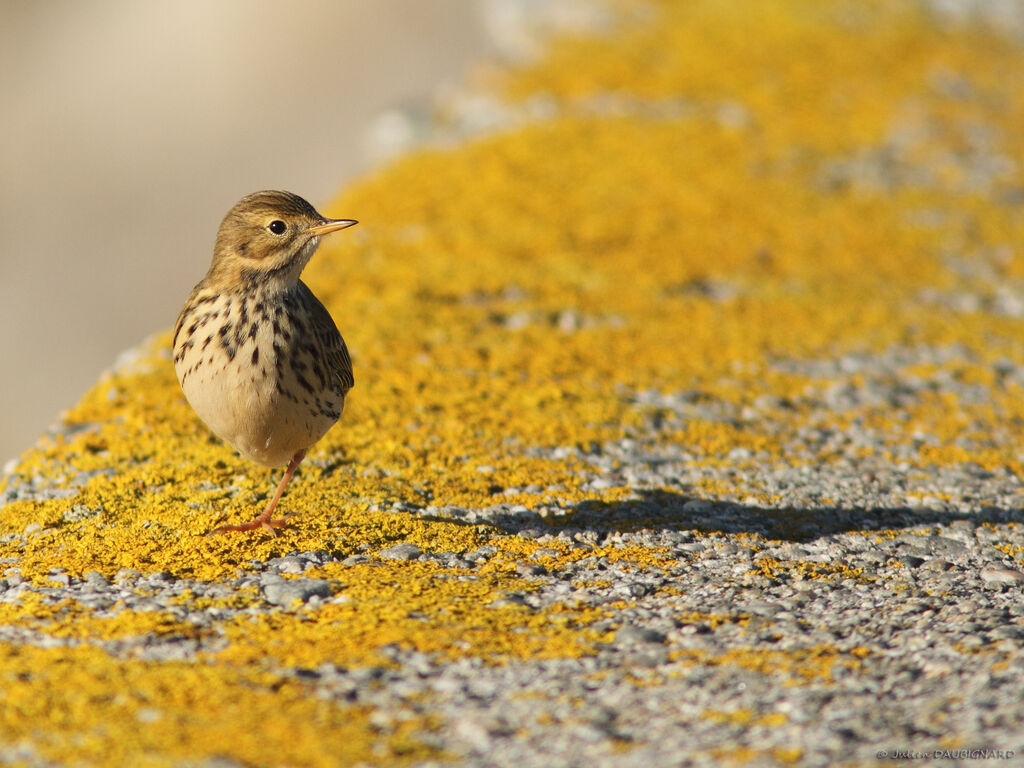 Pipit farlouse, identification