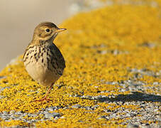 Meadow Pipit