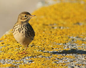 Pipit farlouse