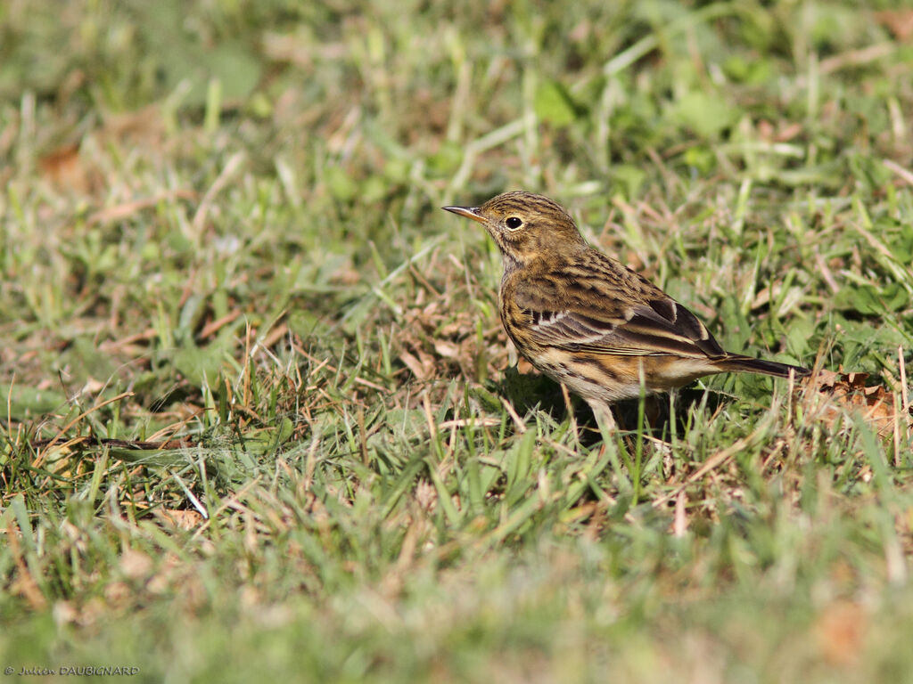 Meadow Pipit, identification