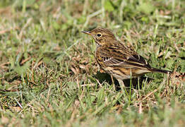 Meadow Pipit