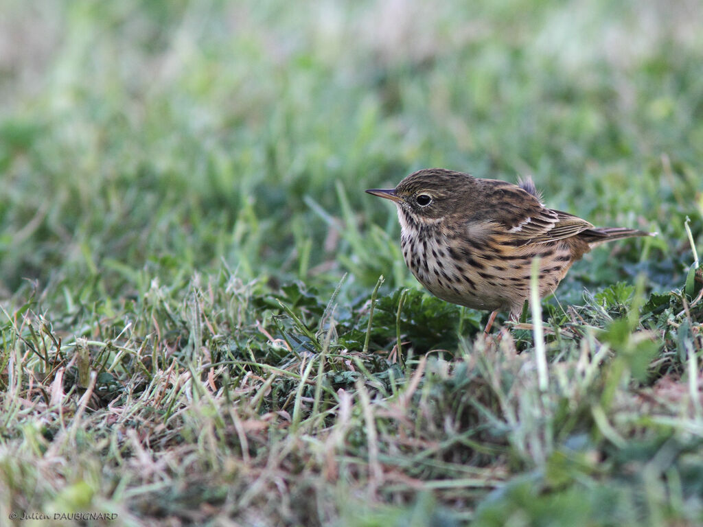 Meadow Pipit, identification