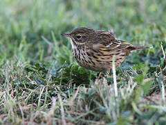 Meadow Pipit