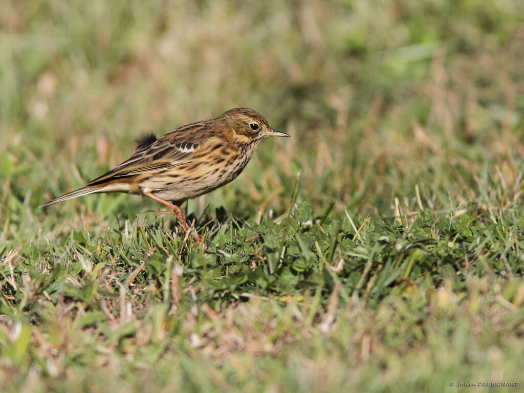 Meadow Pipit, identification