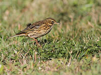 Pipit farlouse