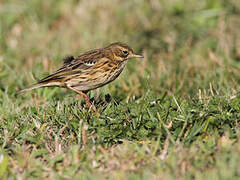 Meadow Pipit