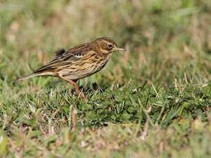 Pipit farlouse