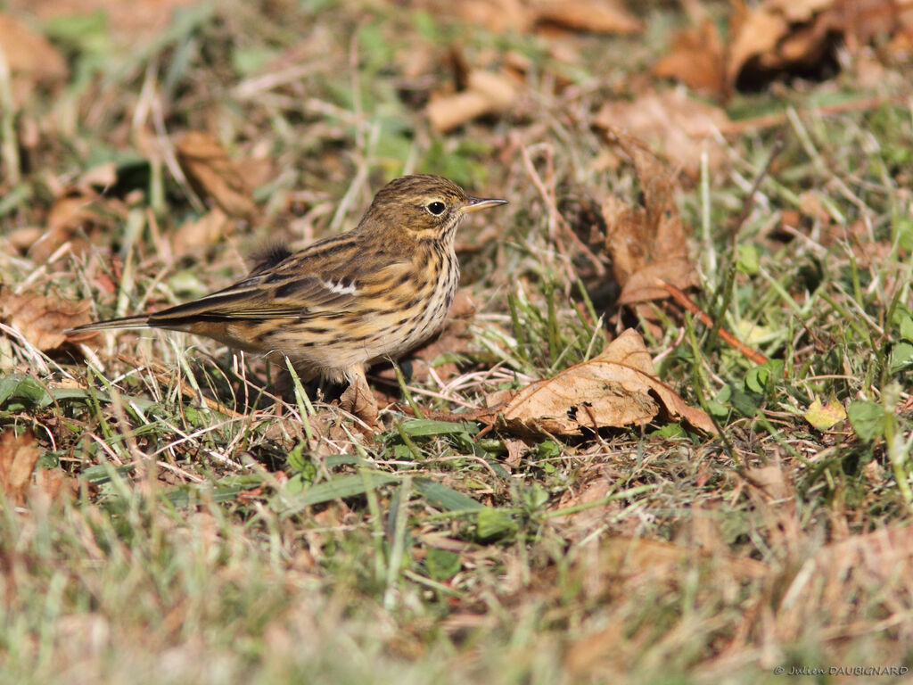 Pipit farlouse, identification