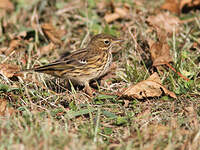 Pipit farlouse