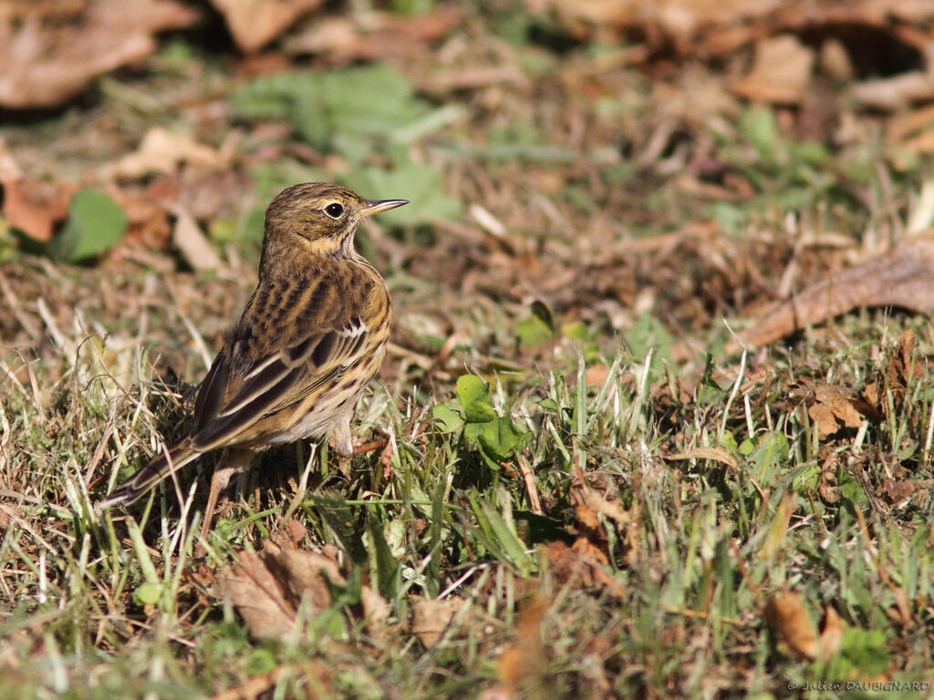 Meadow Pipit, identification