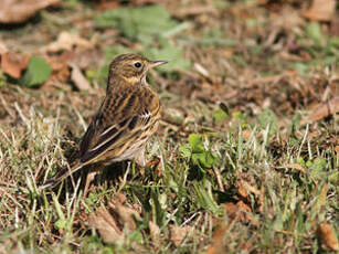 Pipit farlouse