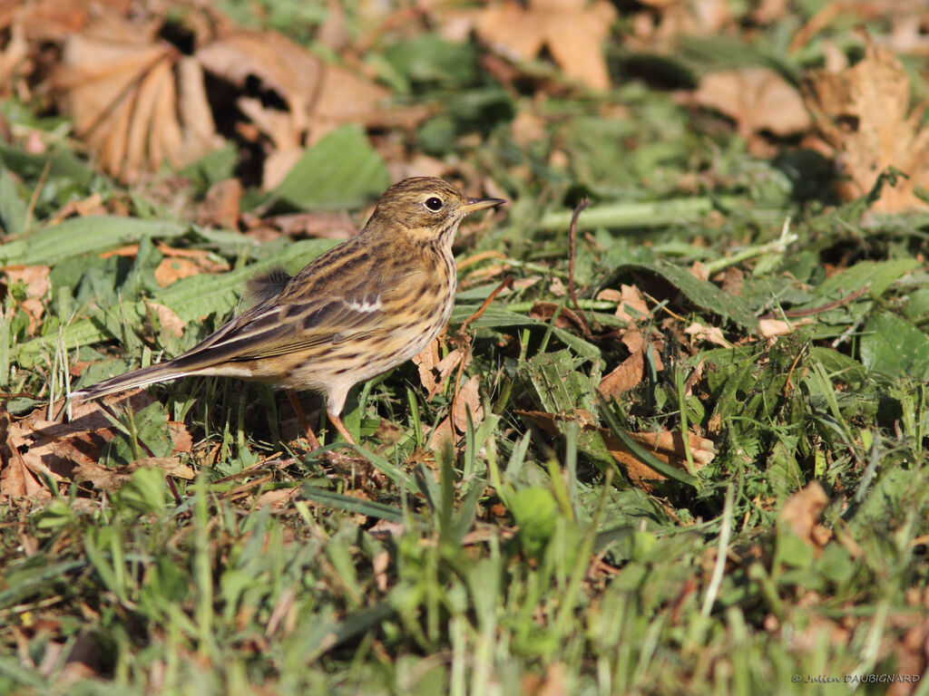 Pipit farlouse, identification