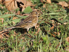 Meadow Pipit