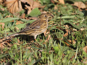 Pipit farlouse