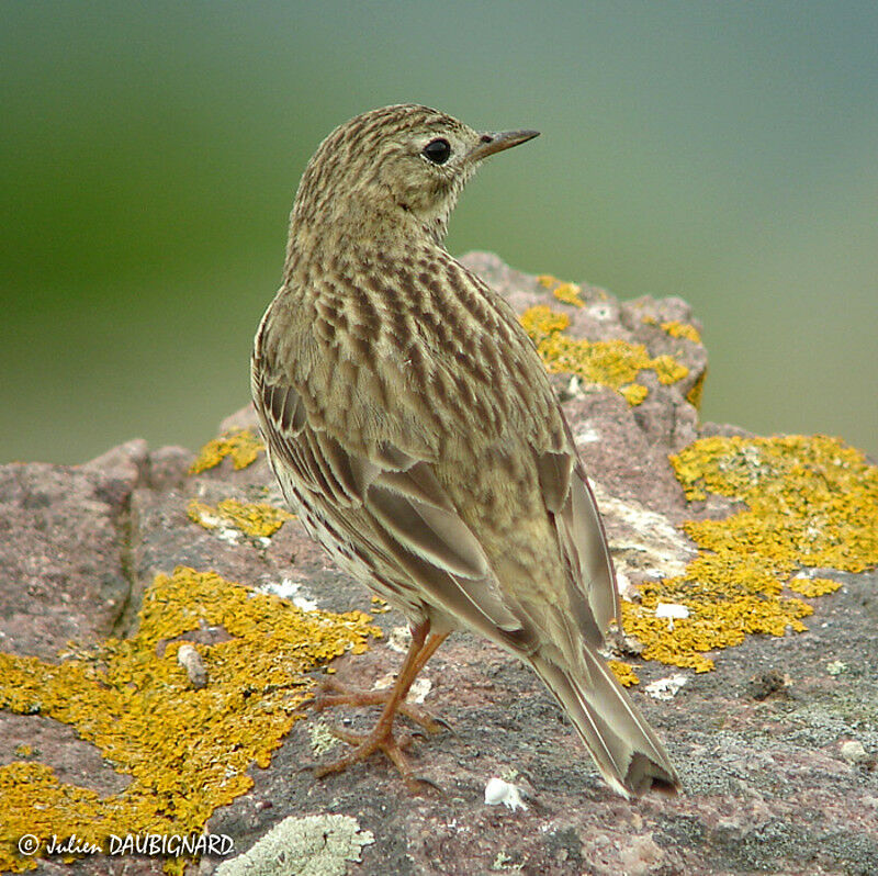 Meadow Pipit