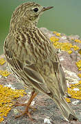 Pipit farlouse