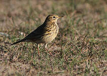 Pipit farlouse