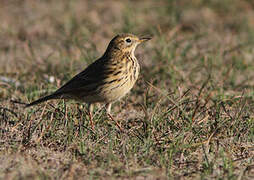 Pipit farlouse