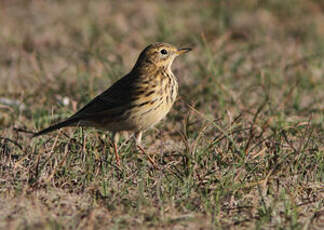 Pipit farlouse