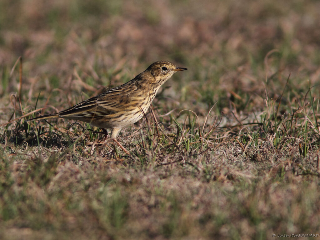 Pipit farlouse, identification