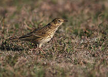 Pipit farlouse