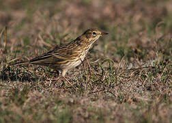 Meadow Pipit