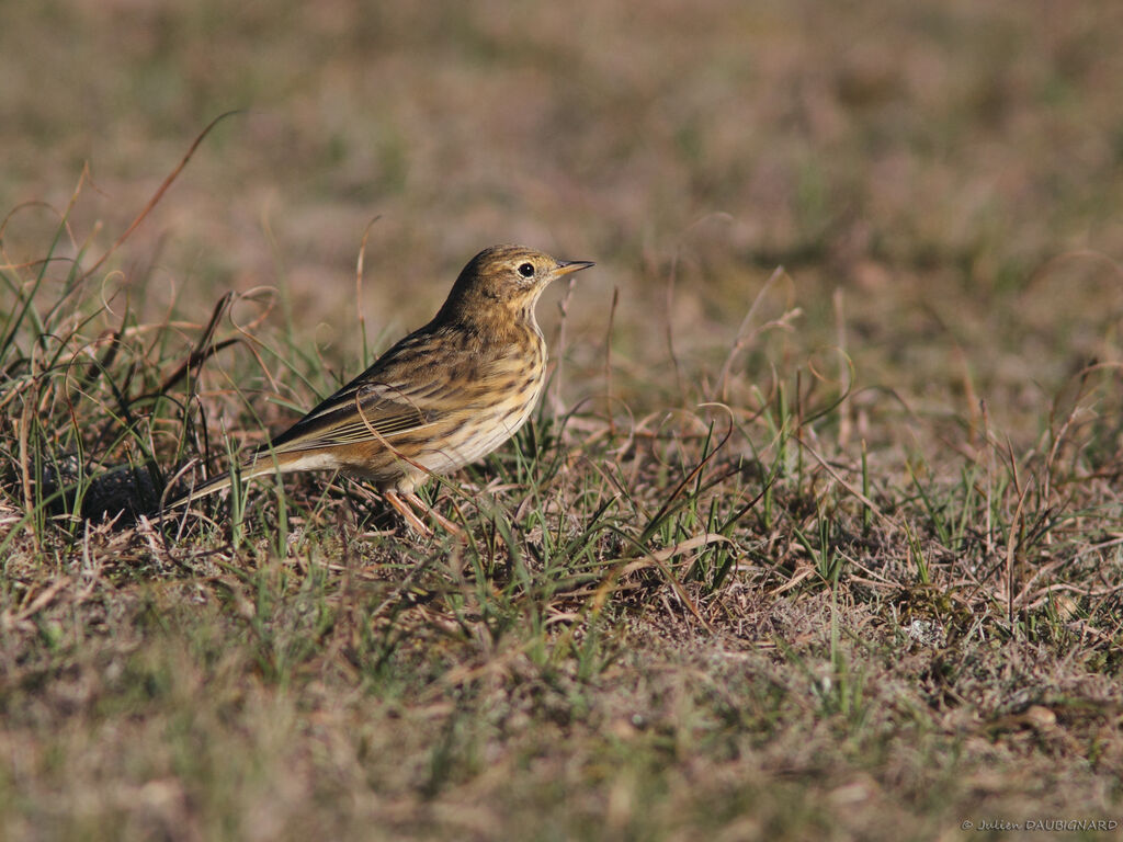 Meadow Pipit, identification