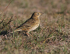 Meadow Pipit