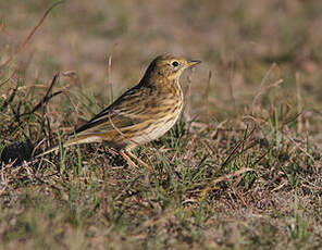 Pipit farlouse