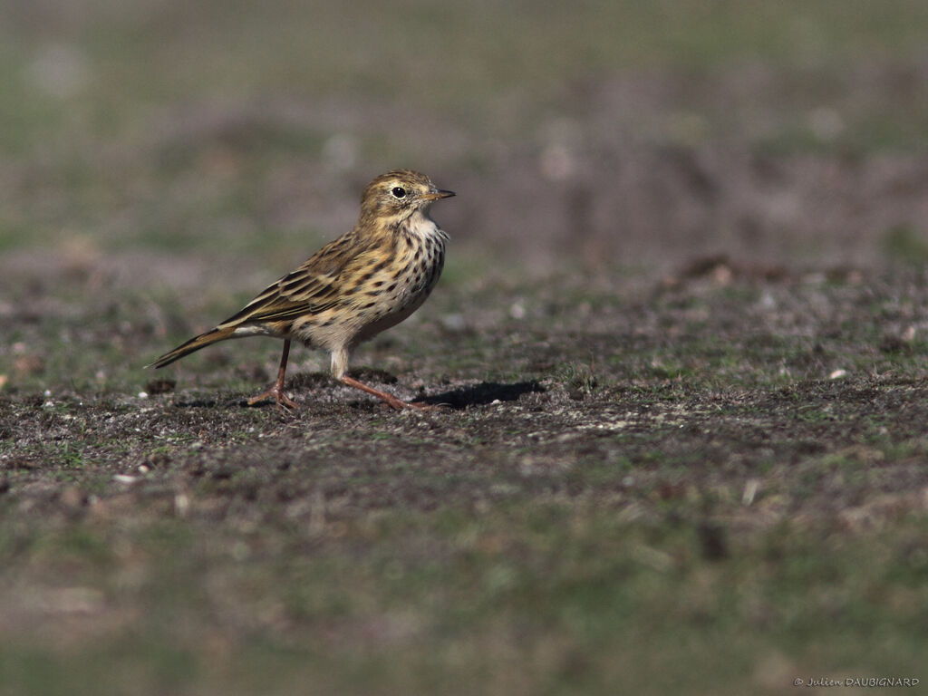 Meadow Pipit, identification