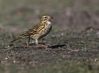 Pipit farlouse