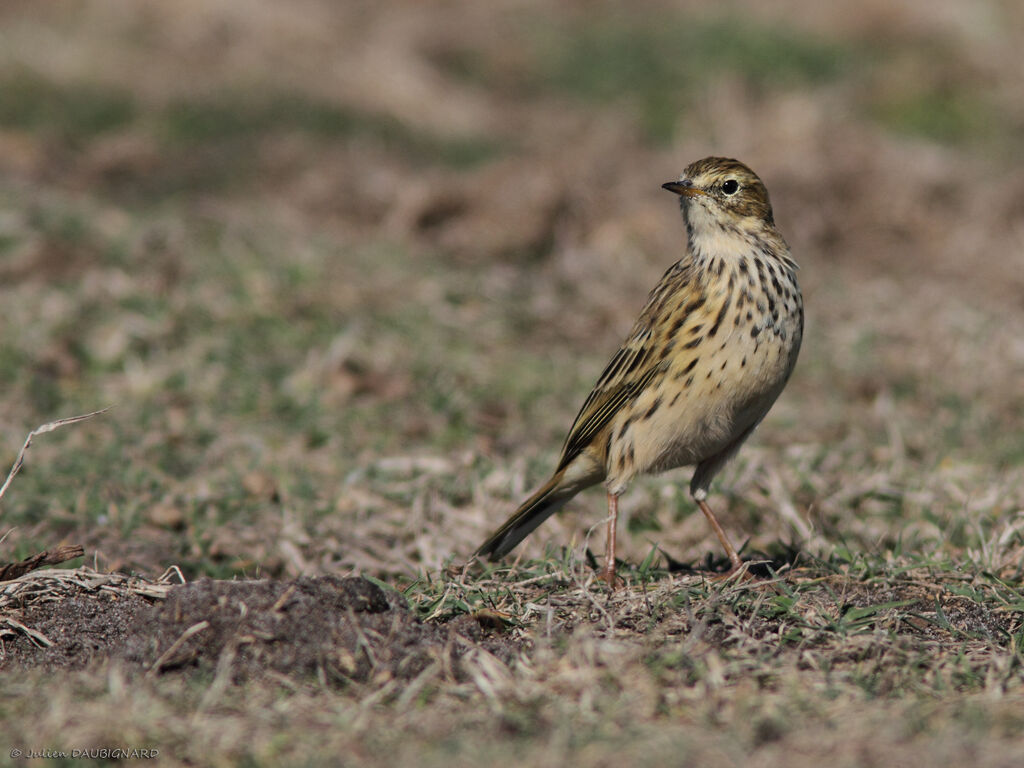 Meadow Pipit, identification