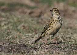 Meadow Pipit