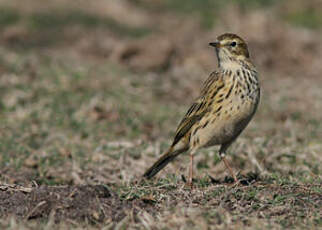 Pipit farlouse