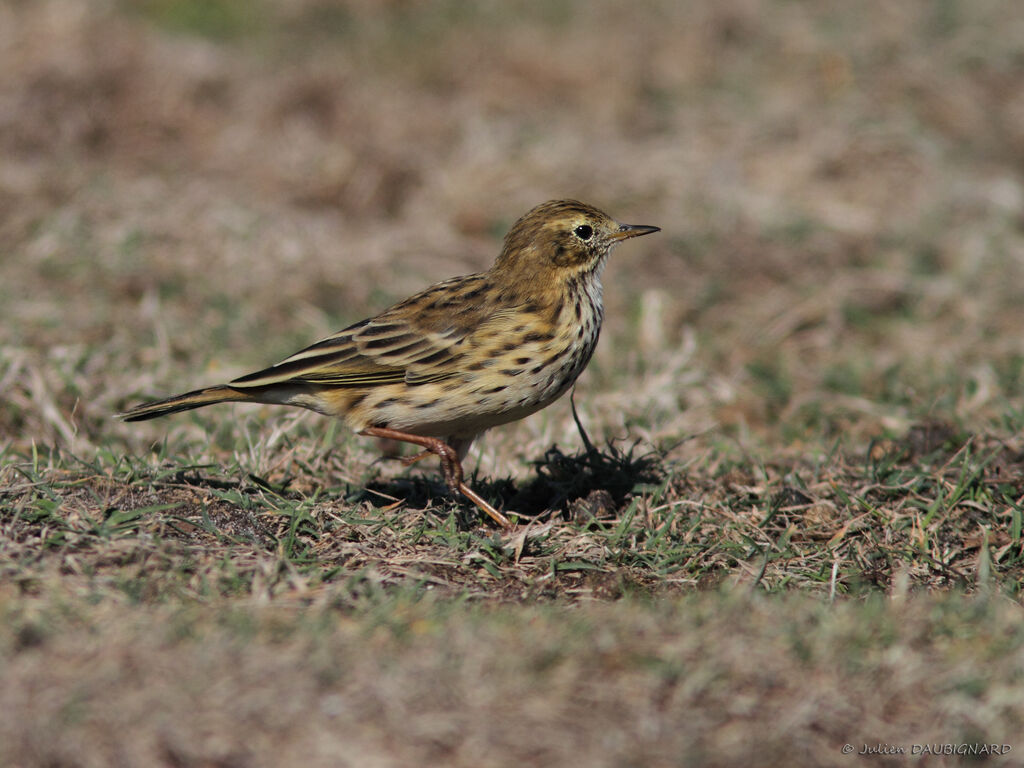 Meadow Pipit, identification