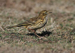 Pipit farlouse