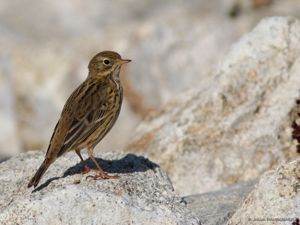 Meadow Pipit, identification