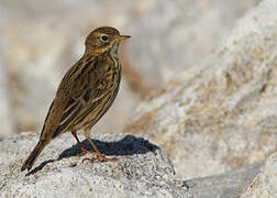 Meadow Pipit