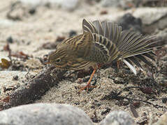 Meadow Pipit