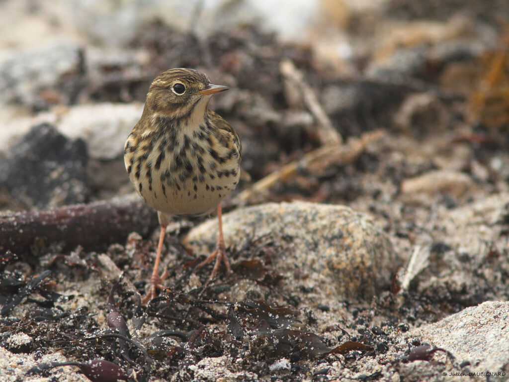 Pipit farlouse, identification