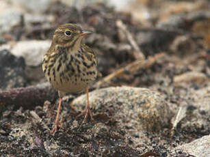 Pipit farlouse