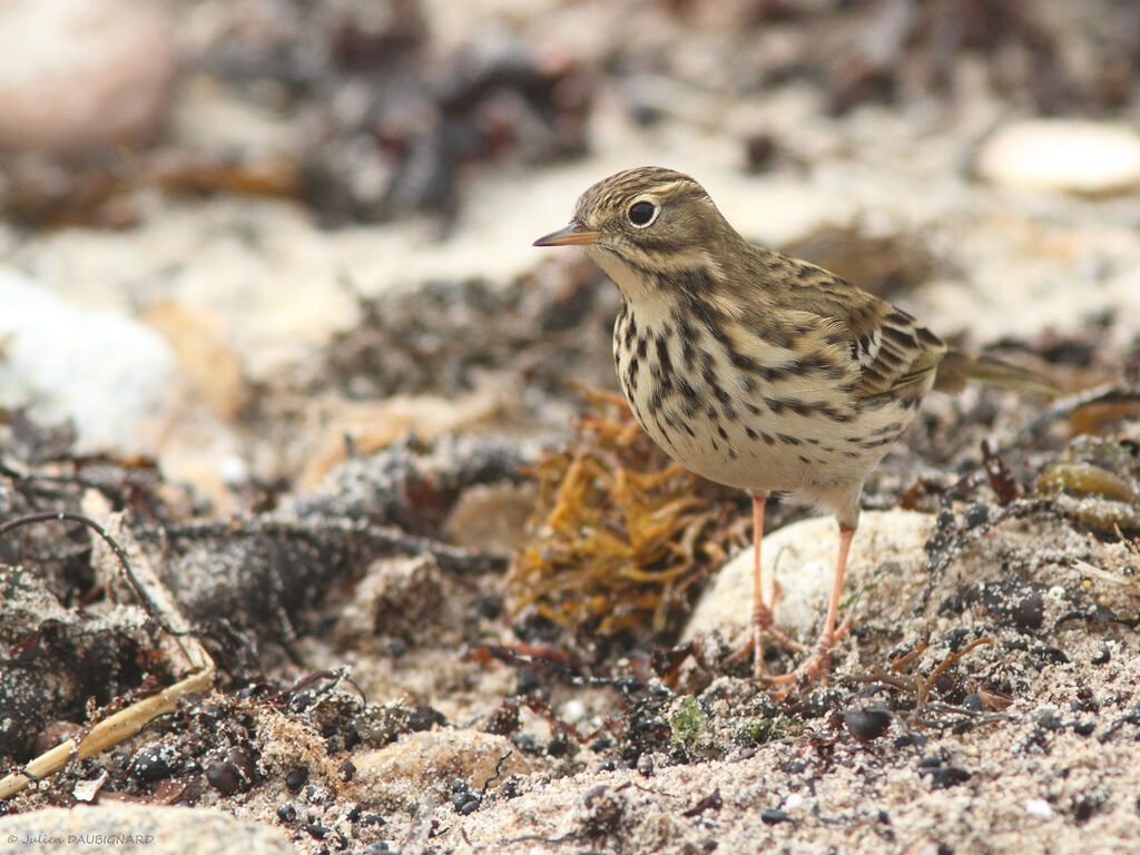 Meadow Pipit, identification