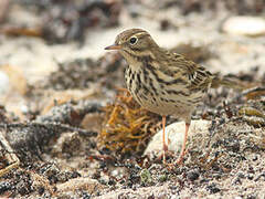 Meadow Pipit